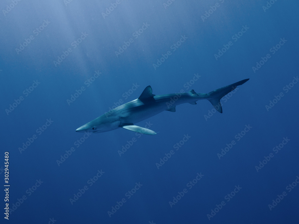 Obraz premium AZORES BLUE SHARK