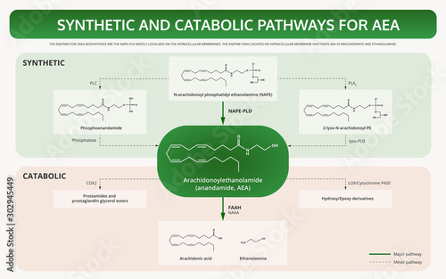 Synthetic and Catabolic Pathways for Anandamide (AEA) horizontal textbook infographic illustration about cannabis as herbal alternative medicine and chemical therapy, healthcare vector.