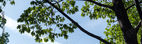Bottom view of maple green leaves with blue sky at background  panoramic shot