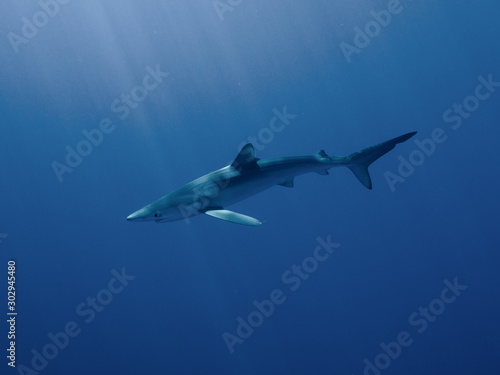 AZORES BLUE SHARK