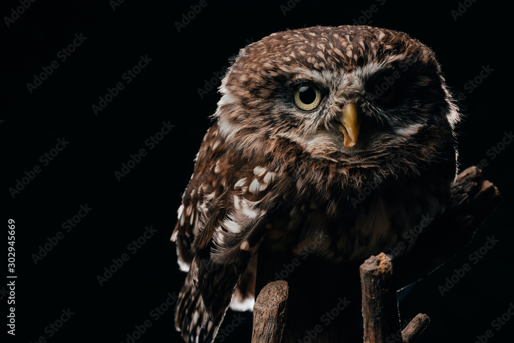 brown cute wild owl on wooden branch isolated on black brown cute wild owl on wooden branch isolated on black