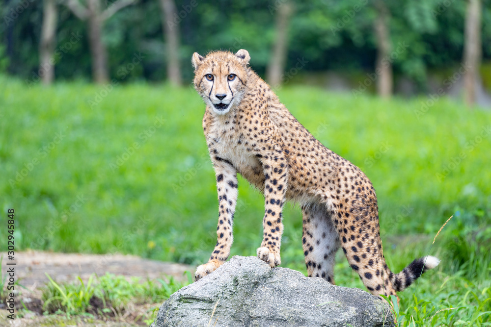 Fototapeta premium チーター, 子ども