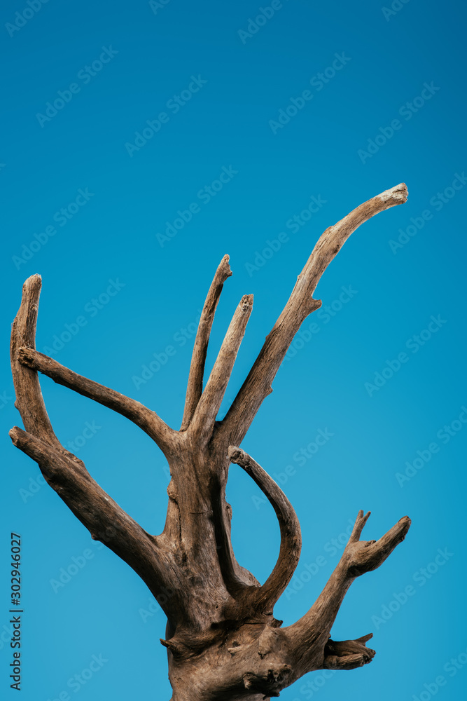 wooden branch isolated on blue with copy space
