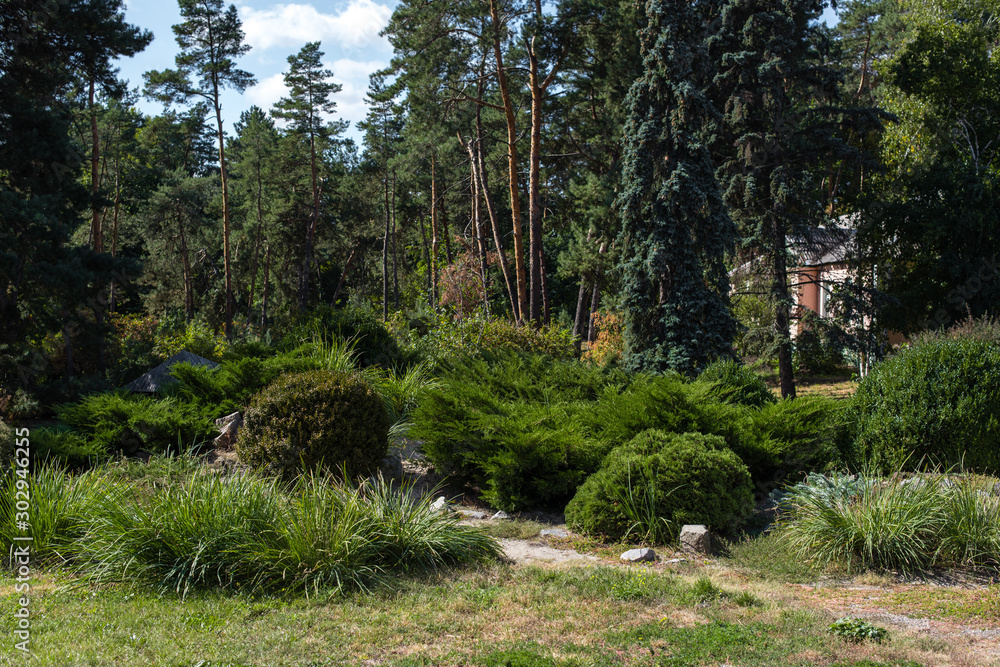 Bushes and trees on green grass in summer park Bushes and trees on green grass in summer park