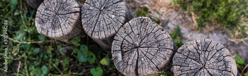 Top view of wooden stumps and green leaves on ground, panoramic shot
