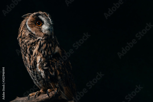wild owl sitting in dark on wooden branch isolated on black with copy space