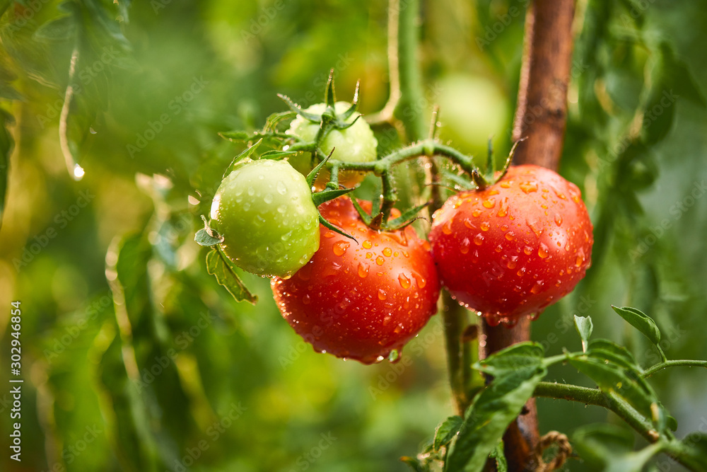 Bunch of ripe natural cherry red tomatoes in water drops growing in a greenhouse ready to pick Bunch of ripe natural cherry red tomatoes in water drops growing in a greenhouse ready to pick