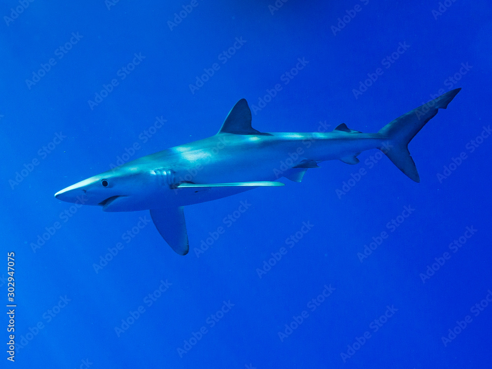 AZORES BLUE SHARK 4
