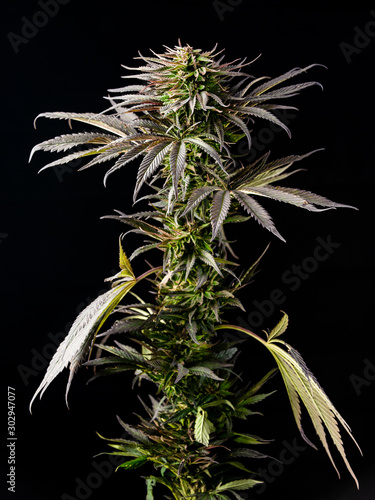 marijuana plant with large leaves, cannabis cultivation