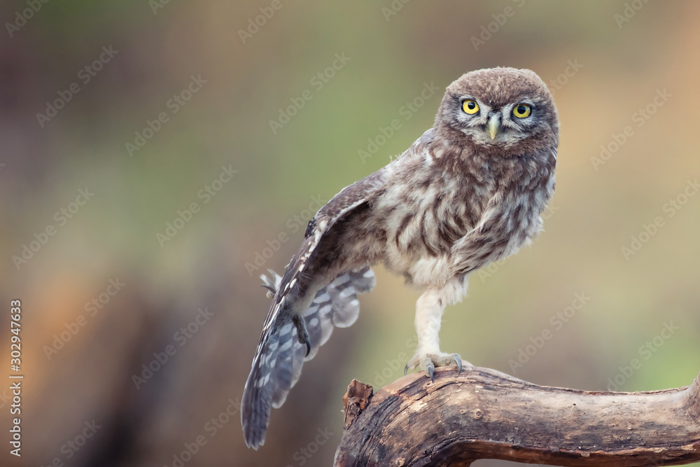 Young Little owl, Athene noctua, stands on a stick and spreads its wing Young Little owl, Athene noctua, stands on a stick and spreads its wing