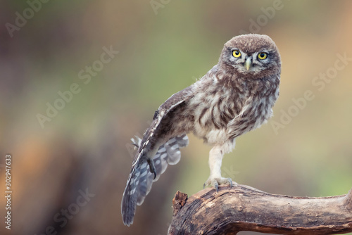 Young Little owl, Athene noctua, stands on a stick and spreads its wing
