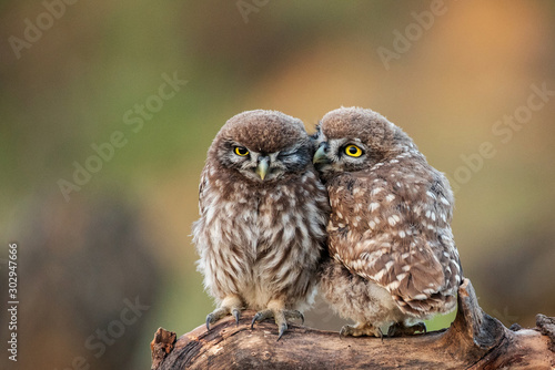 Wallpaper Mural Two young Little owls, Athene noctua, sitting on a stick pressed against each other Torontodigital.ca