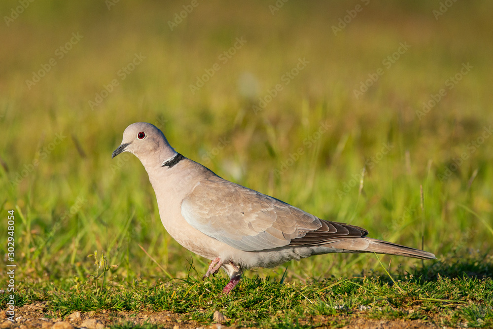 Eurasian collared dove, Streptopelia decaocto, stands on a grass Eurasian collared dove, Streptopelia decaocto, stands on a grass