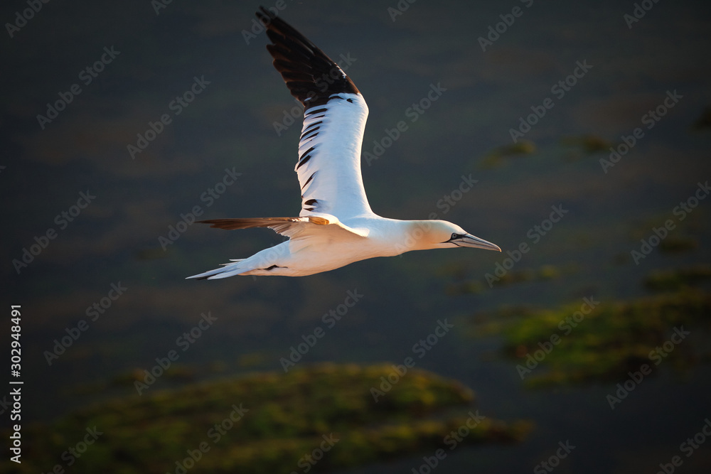 Obraz premium flying gannet