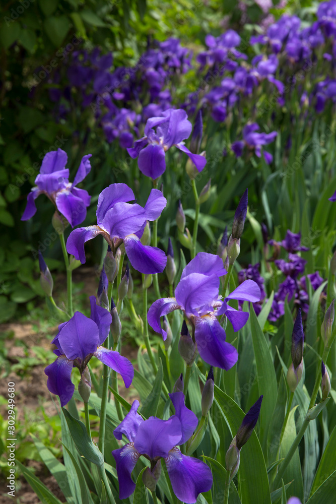 Purple iris flowers on a flower bed in the park