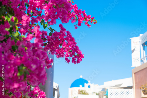 Bright pink bougainvillea flowers on vine with Greek or Mediterranean theme background