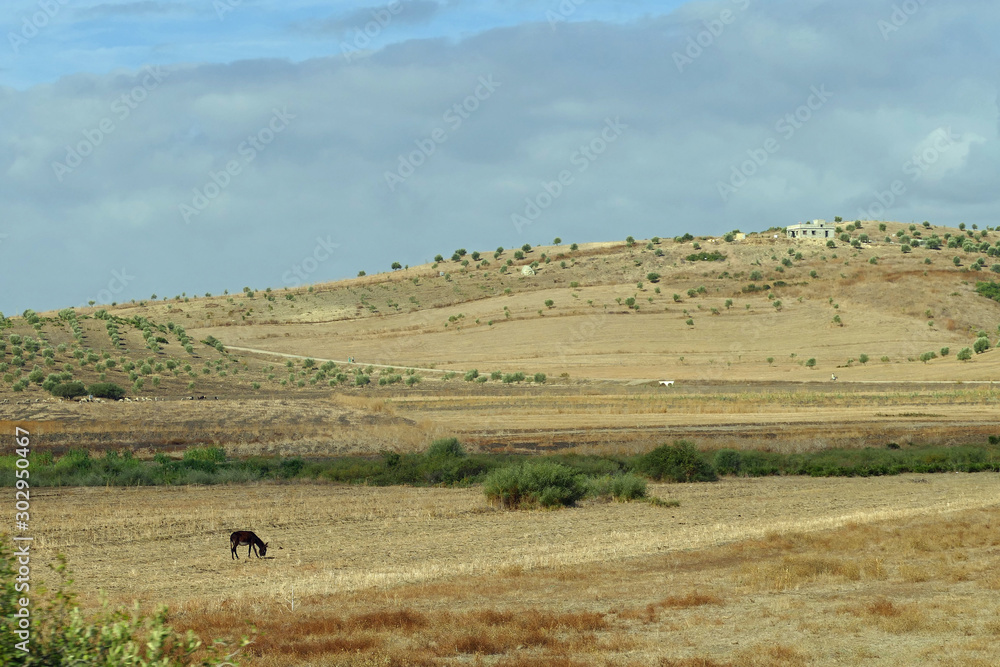 Panorama view on dry harvested farming fields with a donkey standing lonely on a very dry soil in the Riff mountains north of Méknes and Fés, Morocco, Africa