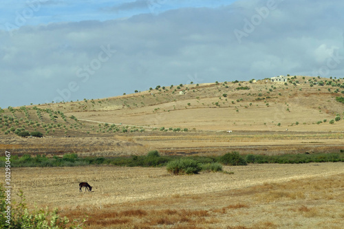 Panorama view on dry harvested farming fields with a donkey standing lonely on a very dry soil in the Riff mountains north of Méknes and Fés, Morocco, Africa