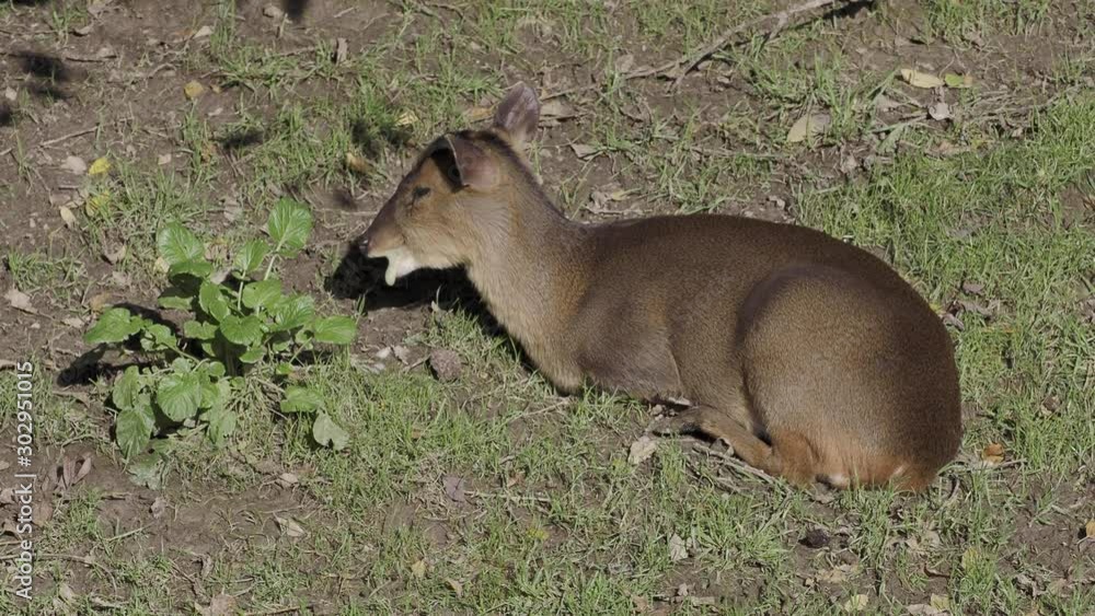 Muntjac Deer Laying Down, Muntiacus reevesi vídeo de Stock Adobe Stock