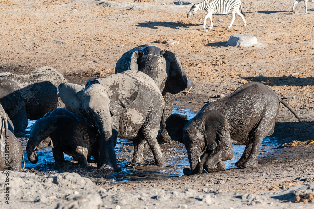 A herd of African Elephant -Loxodonta Africana- taking a bath in a waterhole in Etosha national Park. A group of Burchell's Plains zebra (Equus quagga burchelli) is seen in the background. A herd of African Elephant -Loxodonta Africana- taking a bath in a waterhole in Etosha national Park. A group of Burchell's Plains zebra (Equus quagga burchelli) is seen in the background.