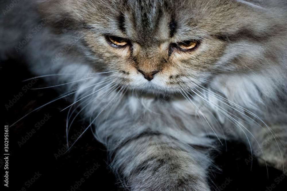 Playful long-haired kitten Persian chinchilla gray color. Home pet. Naughty cat. Playful long-haired kitten Persian chinchilla gray color. Home pet. Naughty cat.