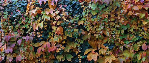 Beautiful autumn colors, vines and ivy