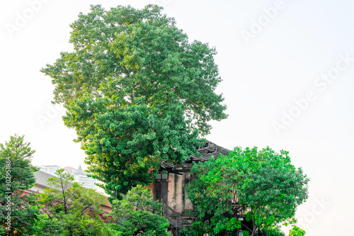 Tall trees growing around the area of the old house With a white background in the evening in the city of Bangkok  Thailand