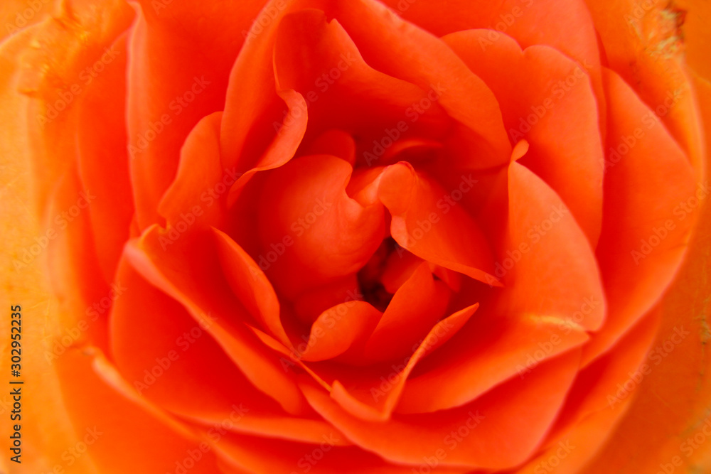 Makroaufnahme einer Rose Makroaufnahme einer Rose