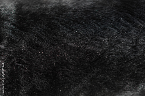 Close-up on dog hair dandruff photo