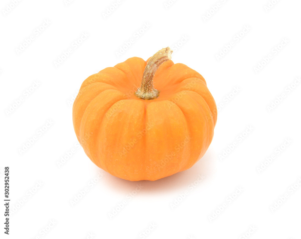 Fototapeta premium Small Jack Be Little pumpkin with smooth orange skin