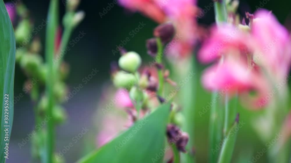 4k pink flowers close up with depth of field shot 4k pink flowers close up with depth of field shot