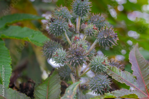 ruits from which the castor oil is extracted, plant Ricinus communis.