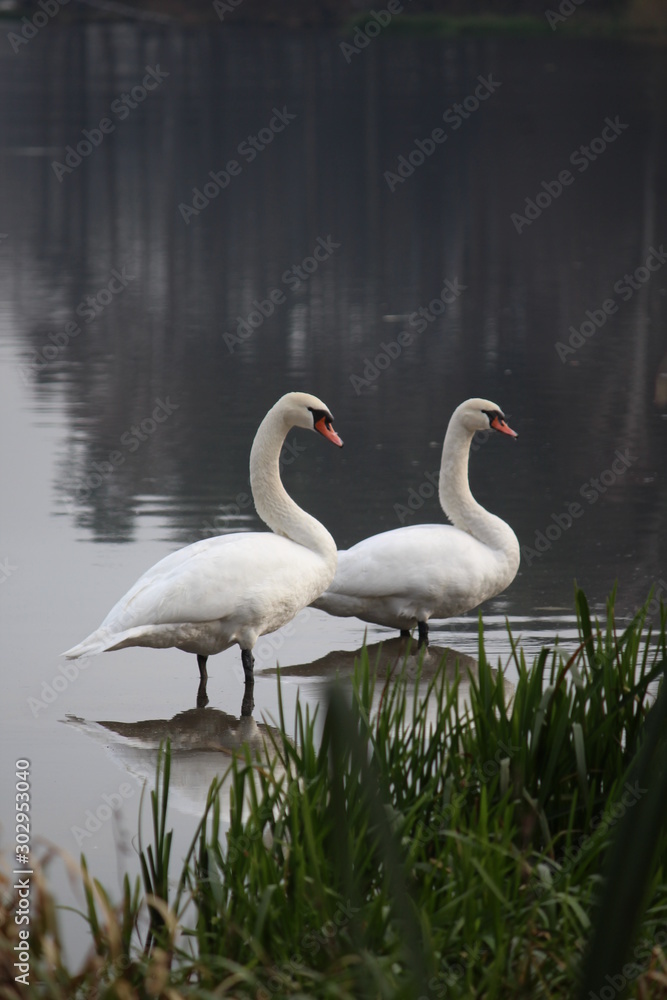 Obraz premium birds