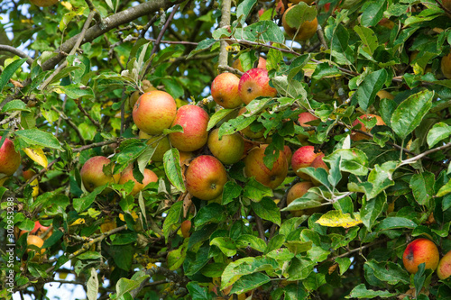 Frische Äpfel an Apfelbaum