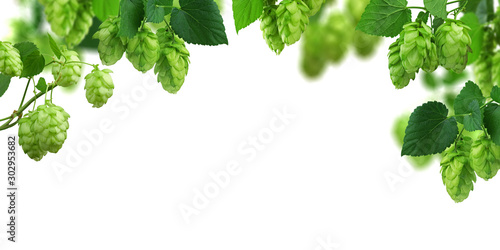 Widescreen natural background with hop branches, cones and leaves. Panorama. Hop cones close-up. Brewing. Ingredient. Young hops twigs.