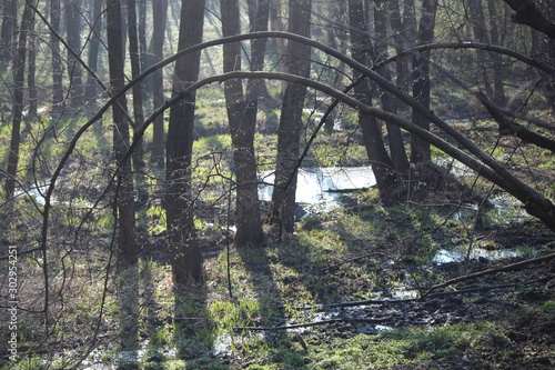 trees
