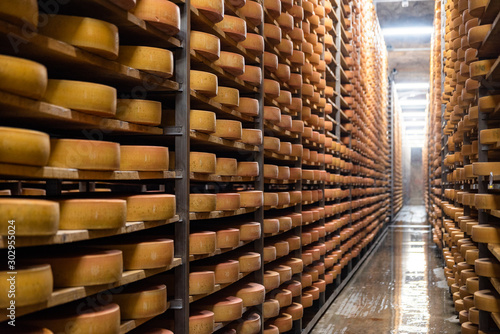 Cheese factory production shelves with aging cheese photo