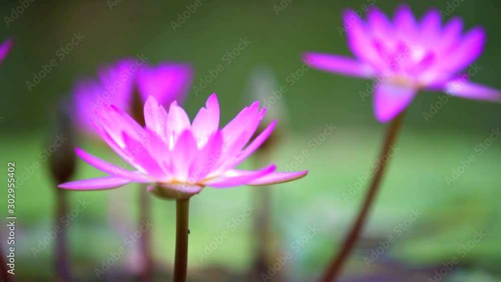 4k Pink water lily flowers in pond 4k Pink water lily flowers in pond