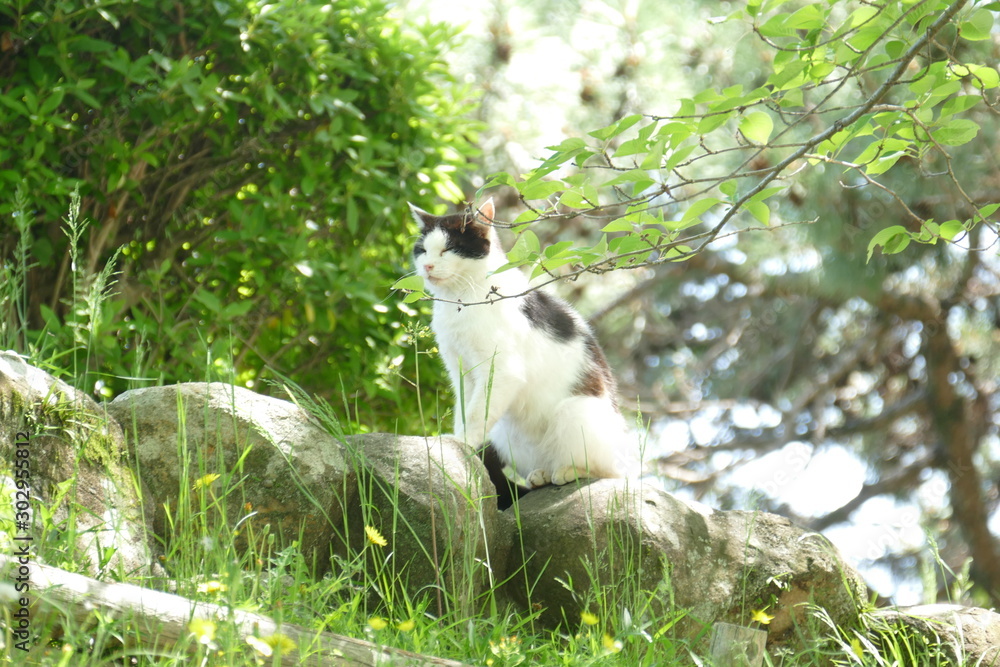 Fototapeta premium 猫