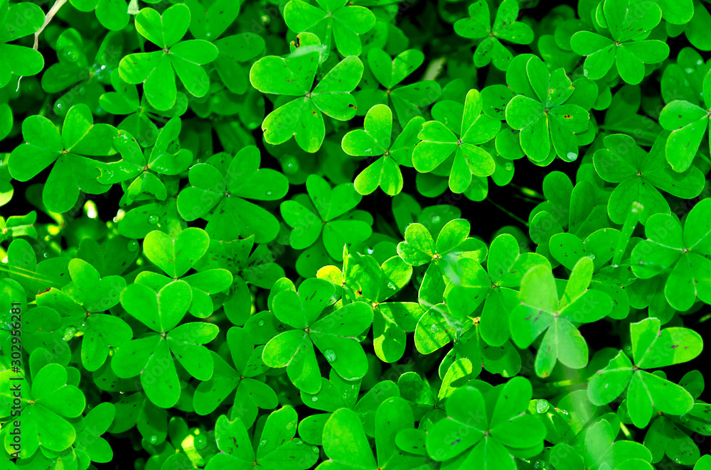 Clover Clover