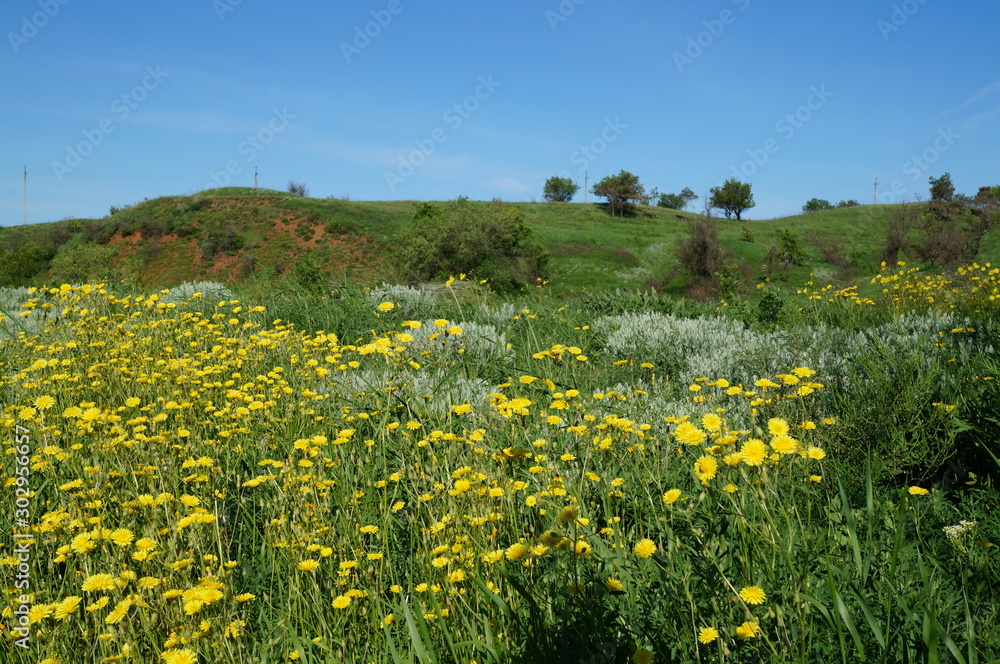 Fototapeta premium field of dandelions
