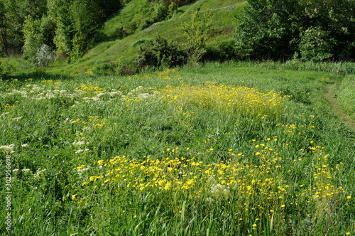 green field of dandelions