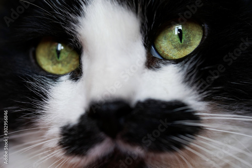 Funny black and white cat with an unusual face looks at the window, which is reflected in his green eyes. Pets. Close-up portrait