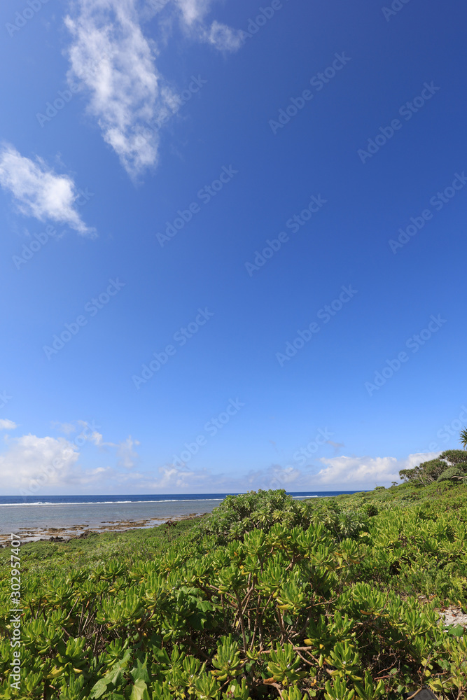 南国沖縄の美しい空と亜熱帯植物