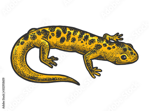 Salamander lizard animal sketch engraving vector illustration. T-shirt apparel print design. Scratch board style imitation. Black and white hand drawn image.