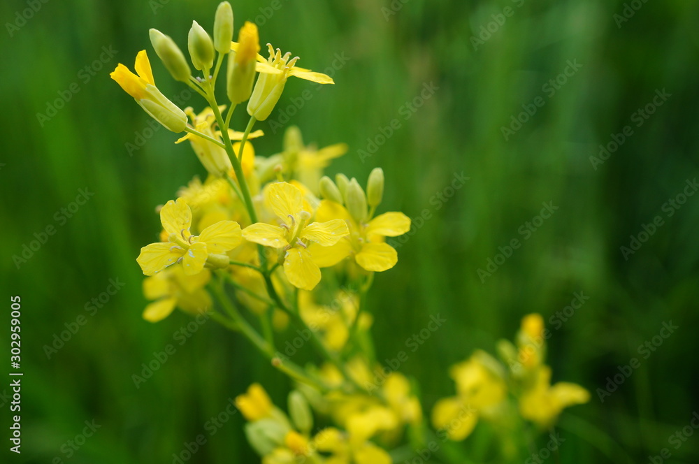 Obraz premium yellow flowers on background of green grass