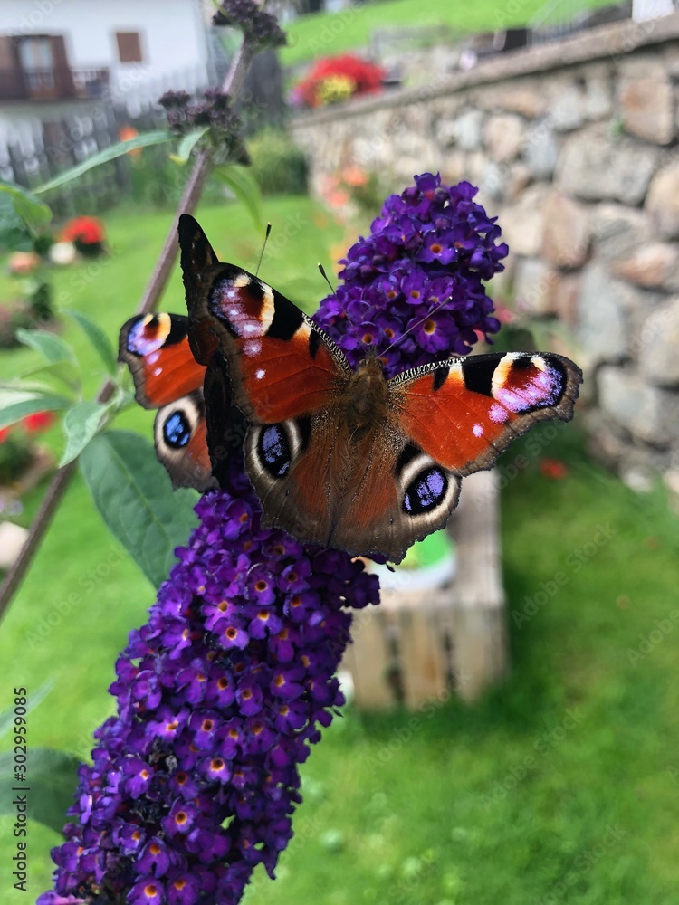 farfalla farfalle natura 