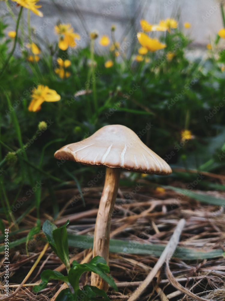 mushroom in grass mushroom in grass