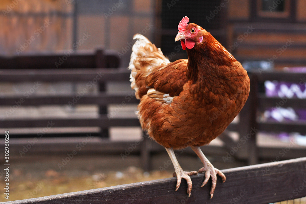 Ταπετσαρία Brown chicken sitting on the hen roost looking to the left outside on the courtyard farm