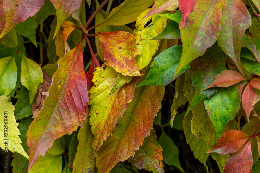 colorful leaves in fall colorful leaves in fall